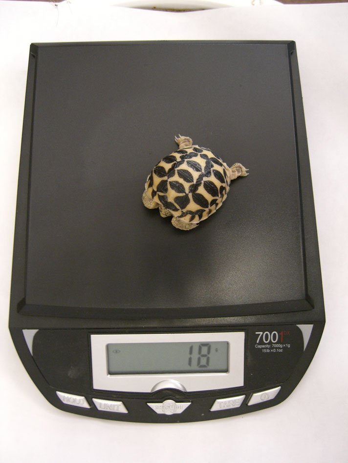 Indian star tortoise