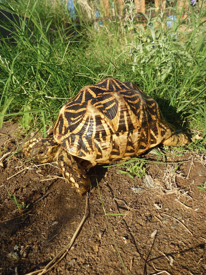 Indian star tortoise