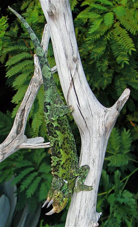 Male Jackson's chameleon 