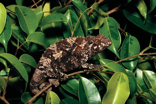 jackson's chameleon