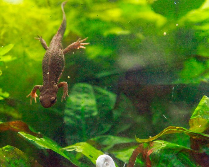 Japanese fire-bellied newt