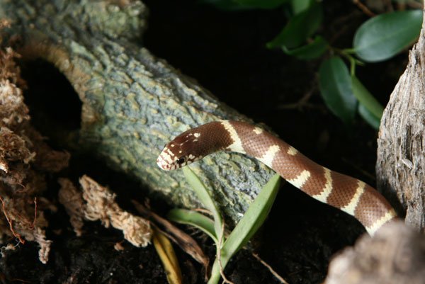 Kingsnake