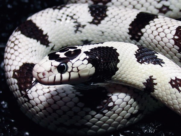 california kingsnake