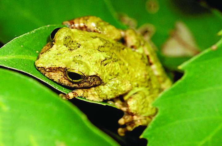 Kurixalus berylliniris