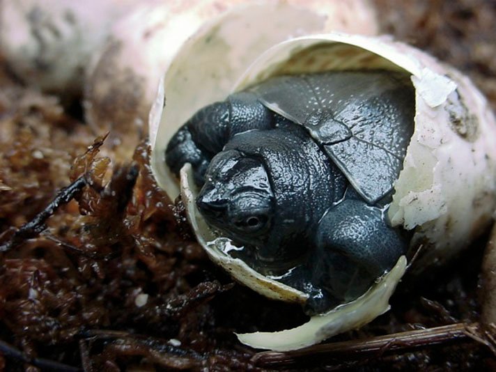 Kwangtung turtle hatchling