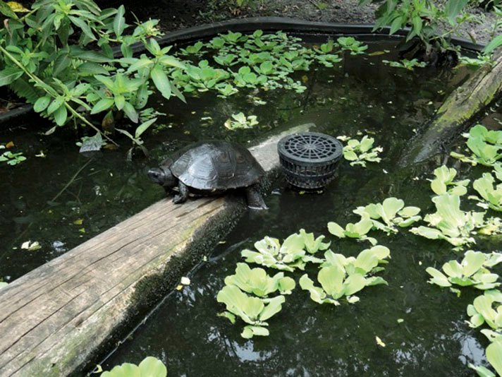 Mauremys nigricans or Kwangtung turtle
