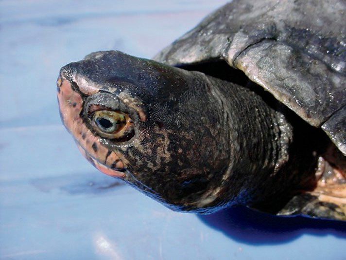 Kwangtung turtle