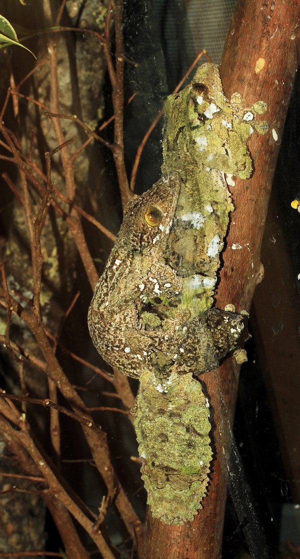Two Uroplatus sikorae breeding