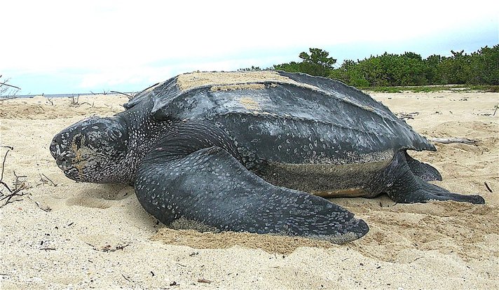 leatherback sea turtle  (Dermochelys coriacea)