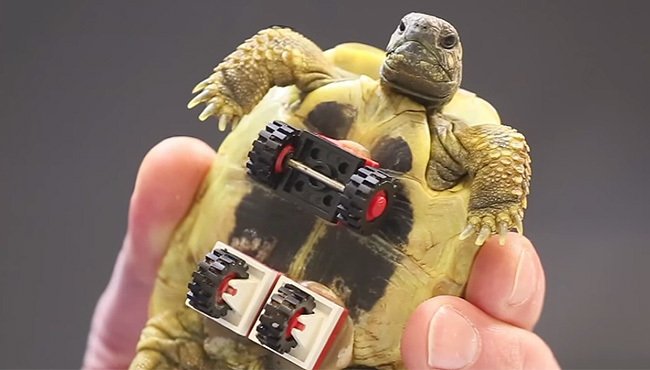 tortoise with Lego wheels 