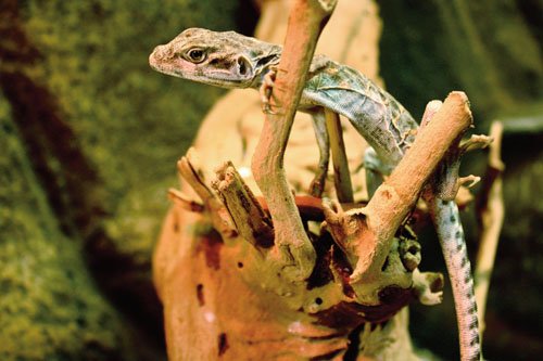 Although found in arroyos and washes, leopard lizards will stay away from parts of those areas that restrict their field of vision. 
