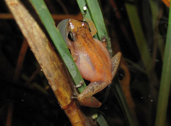 little grass frog