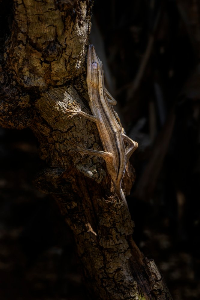 lined leaf tailed gecko