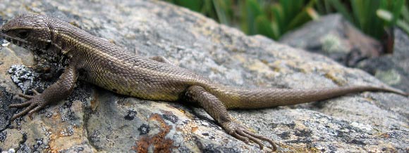 Liolaemus pachacutec