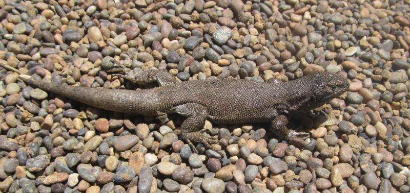 Liolaemus uniformis iguana