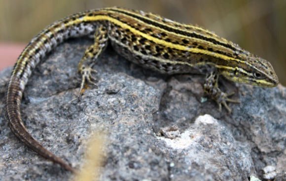 Liolaemus wari