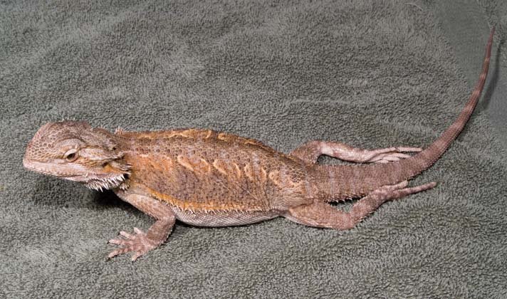 metabolic bone disease in bearded dragon