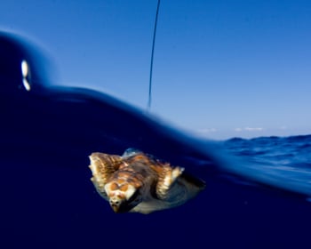 loggerhead hatchling 