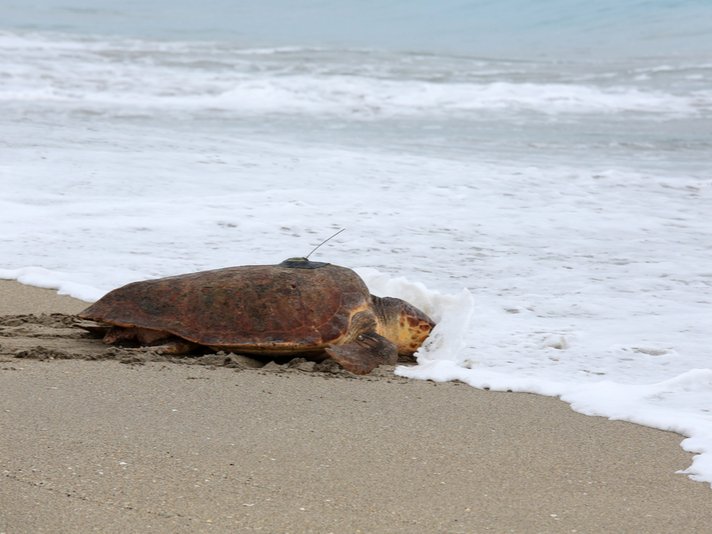 Loggerhead turtle