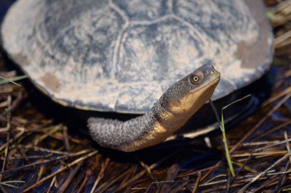 eastern long-necked turtle