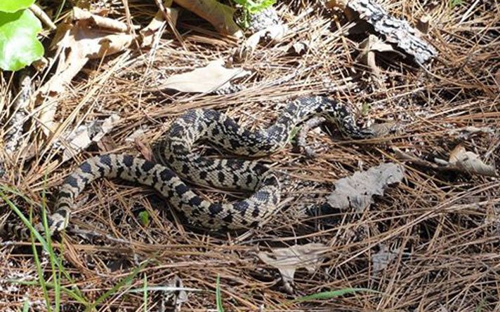 Louisiana pine snake