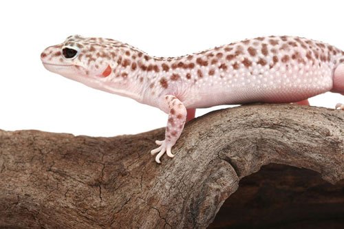 Mac Snow Leopard gecko