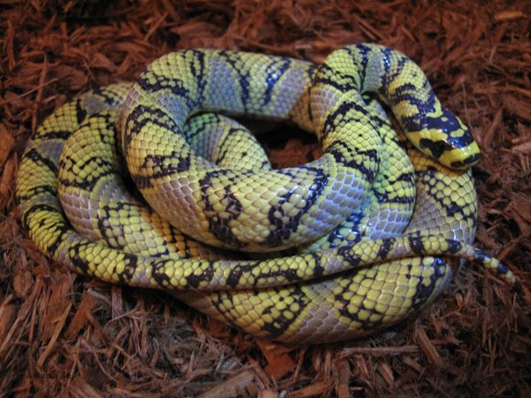 Mandarin rat snake