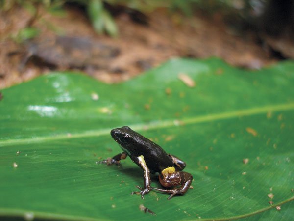 Mantella bernhardi