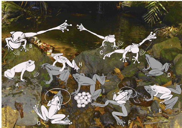 dancing frog
