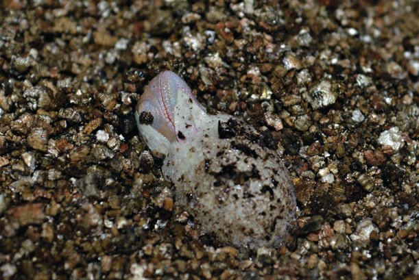 Minor chameleon