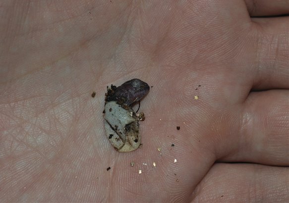 Minor chameleon hatchling