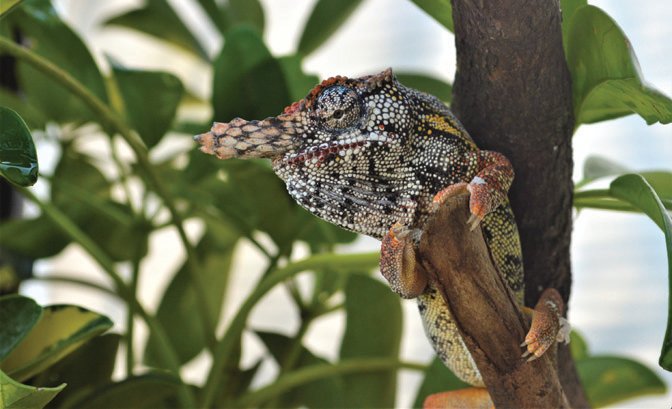 Minor's chameleon