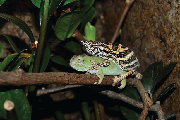 Minor's Chameleon