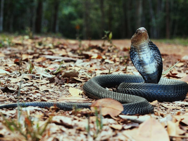 monocled cobra