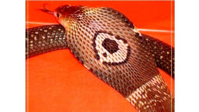 monocled cobra