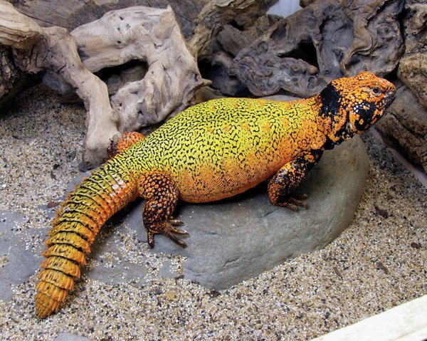 Moroccan uromastyx