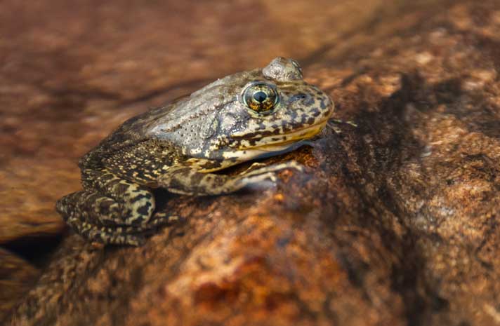 Mountain yellow legged frog