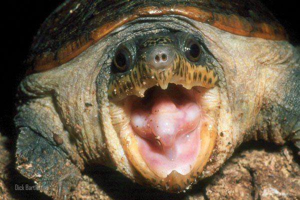 narrow bridged musk turtle