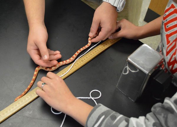 neonate cornsnake getting measured