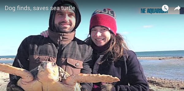 newfie saves sea turtle