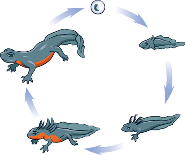 Newt life cycle