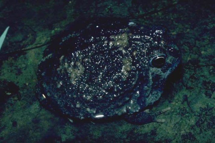 Notaden melanoscaphus