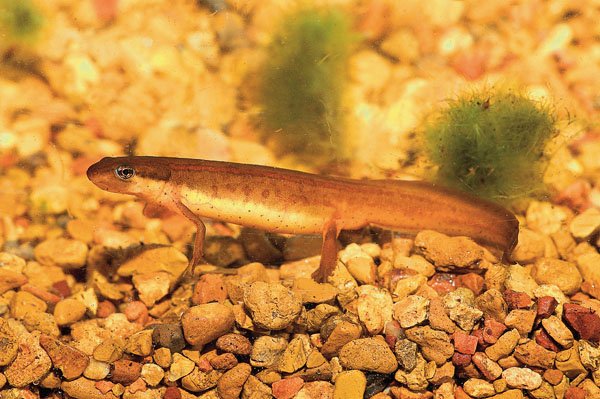 striped newt