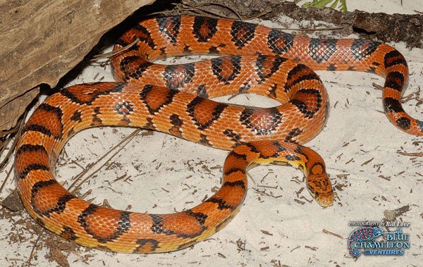 Okeetee corn snake