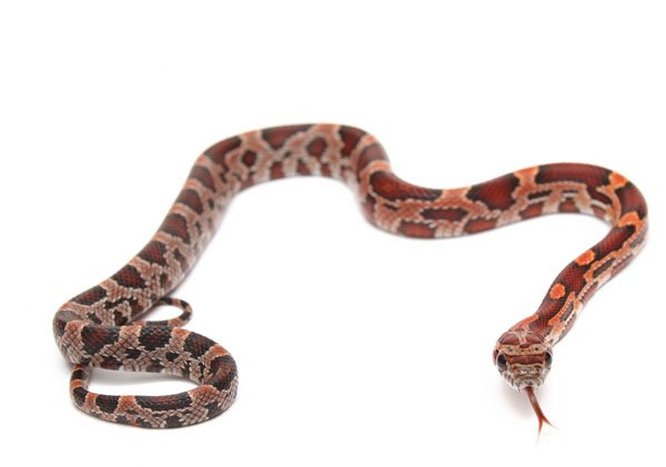 Okeetee corn snake