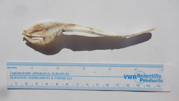 plastic fork that was removed from the nostril of an olive ridley sea turtle