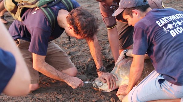 Biologist Nathan J. Robinson removes an object from the nostril of an olive ridley sea turtle.