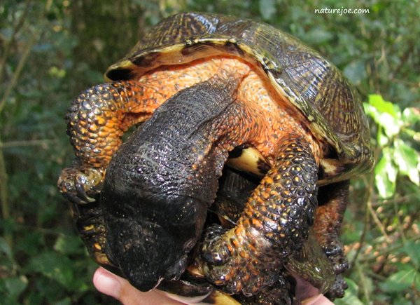 wood turtle