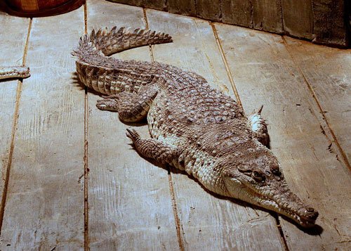Orinoco crocodile