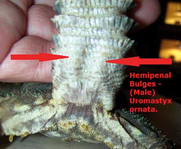 ornate uromastyx